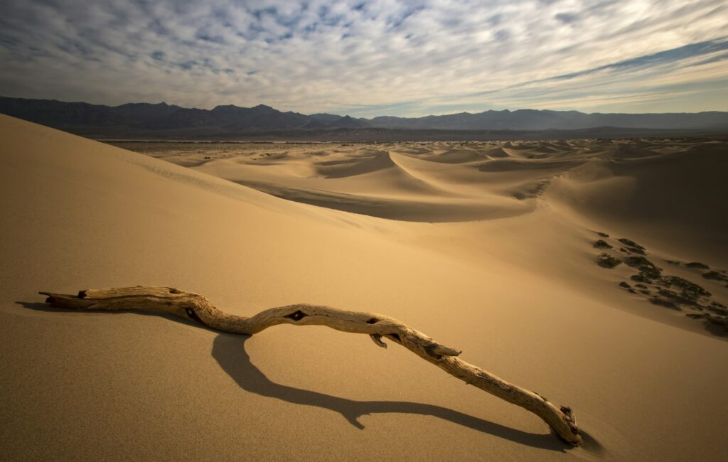 Branche d’arbre sur le sable